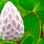 Plant experts help me out...is th is a protea?